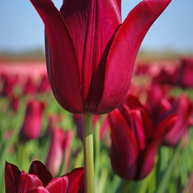 8 Tulipes Merlot