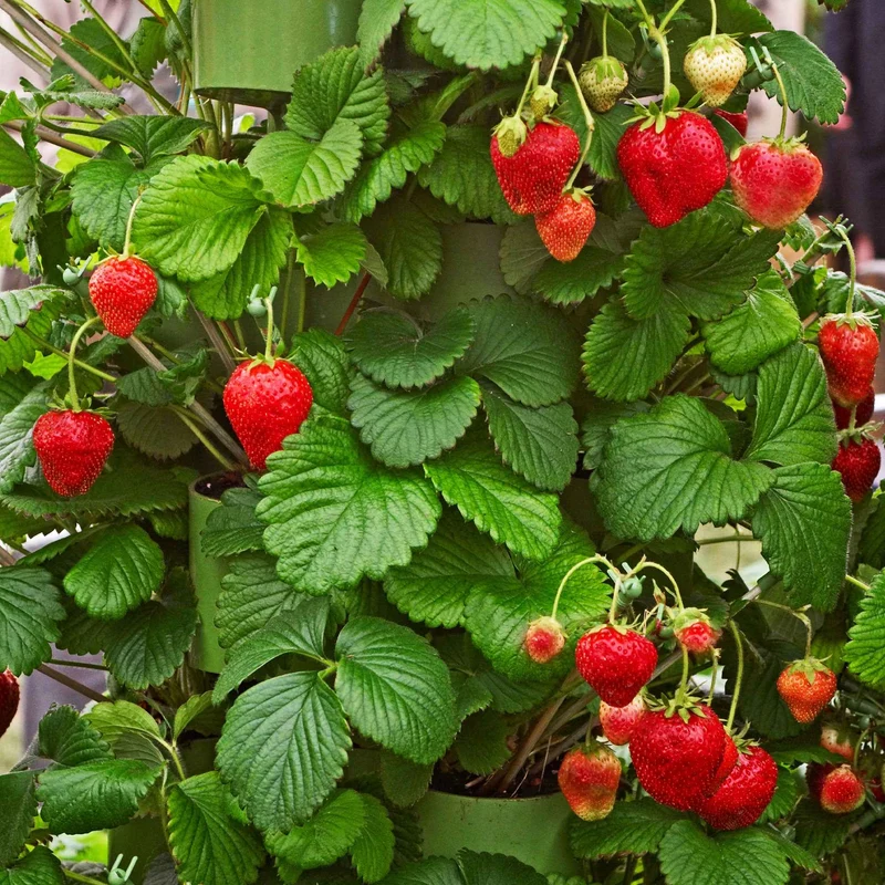 20 Fraisiers Maxim