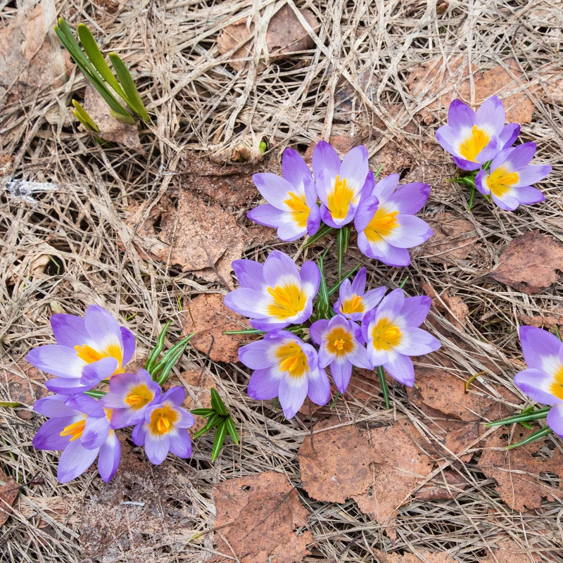 10 Crocus sublime Tricolor