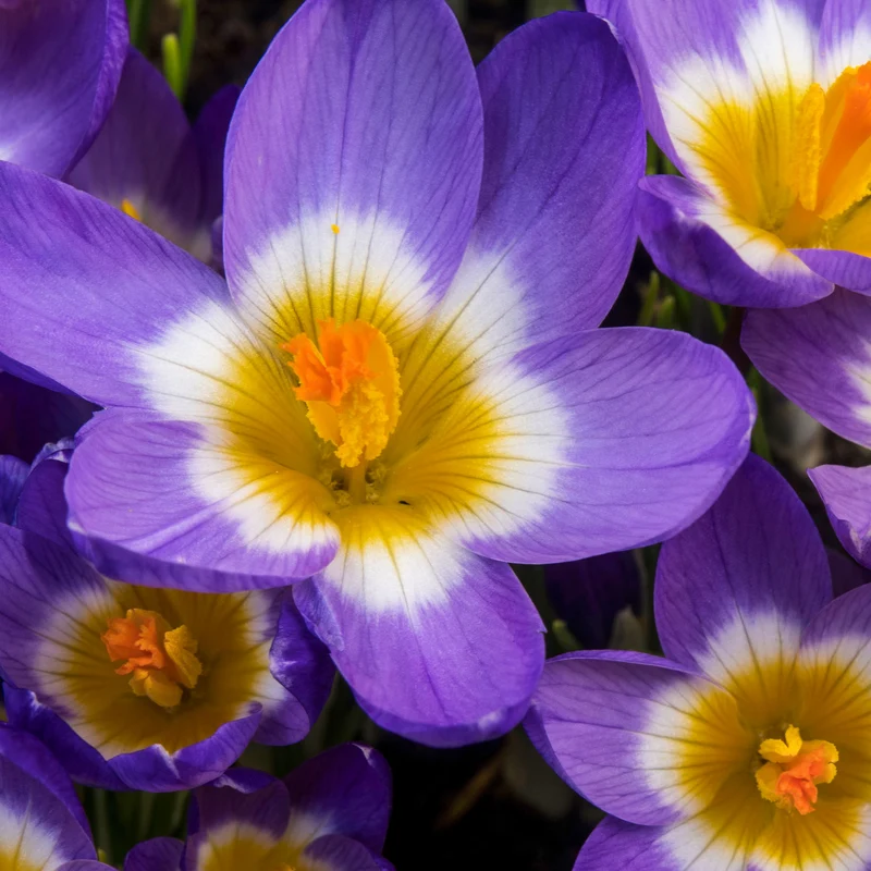 10 Crocus sublime Tricolor