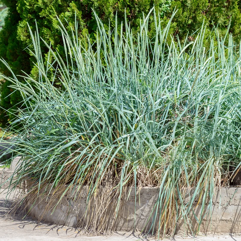 Seigle de mer (espèce protégée ne plus commercialiser)