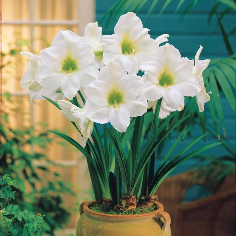 Amaryllis blanc