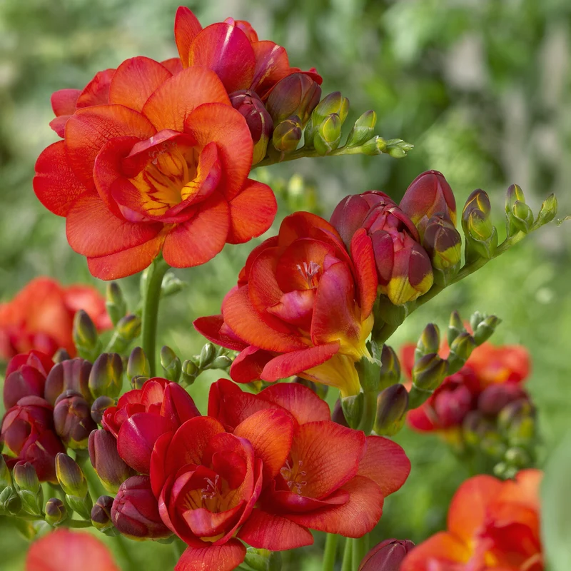 25 Freesias à fleurs doubles rouges