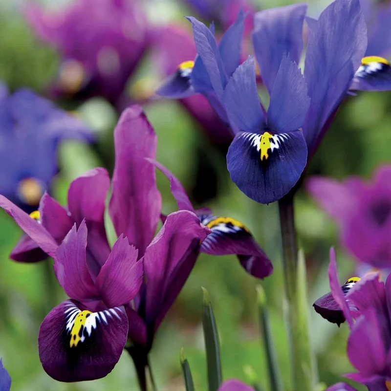 30 Iris nains en mélange
