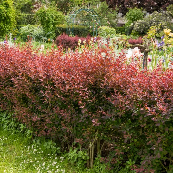 Haie de Berberis rouges