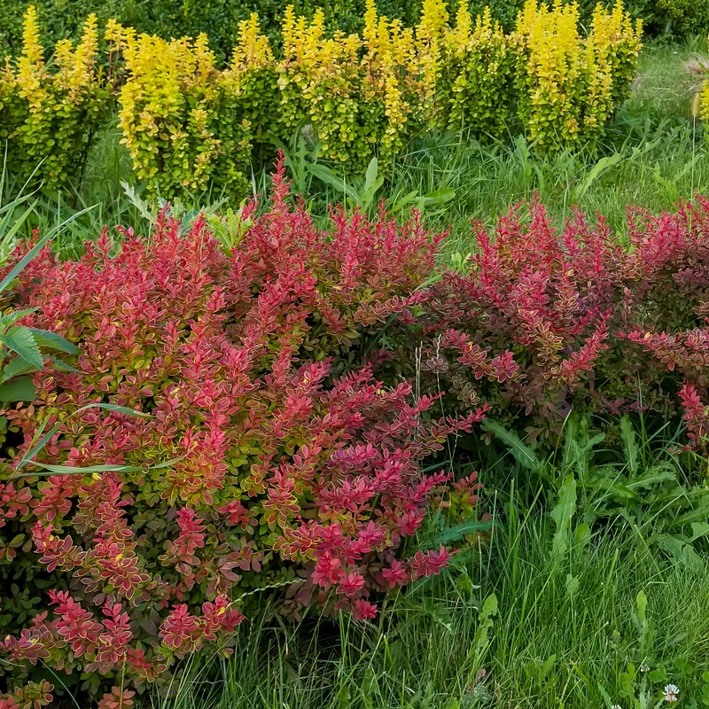 Haie de Berberis rouges