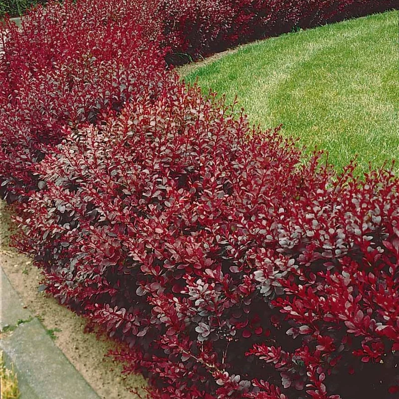 Haie de Berberis rouges