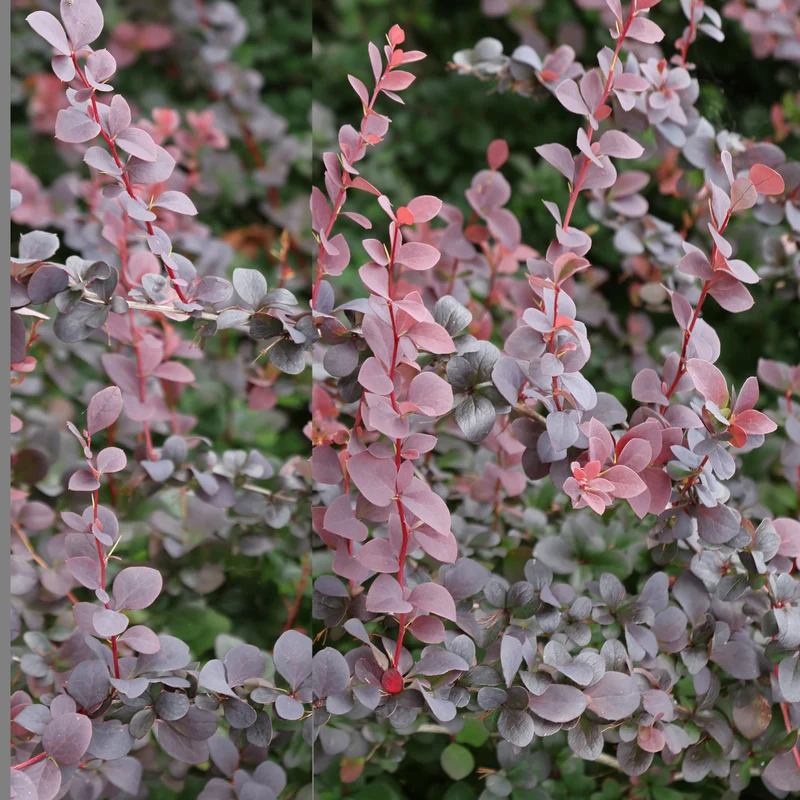Haie de Berberis rouges