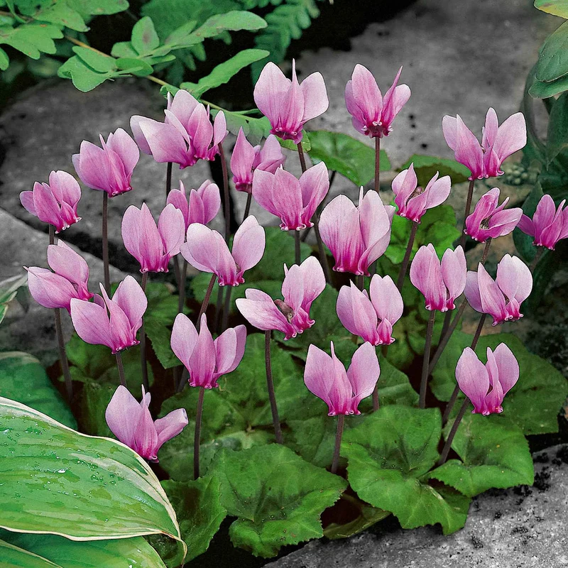 3 Cyclamens de Naples rose