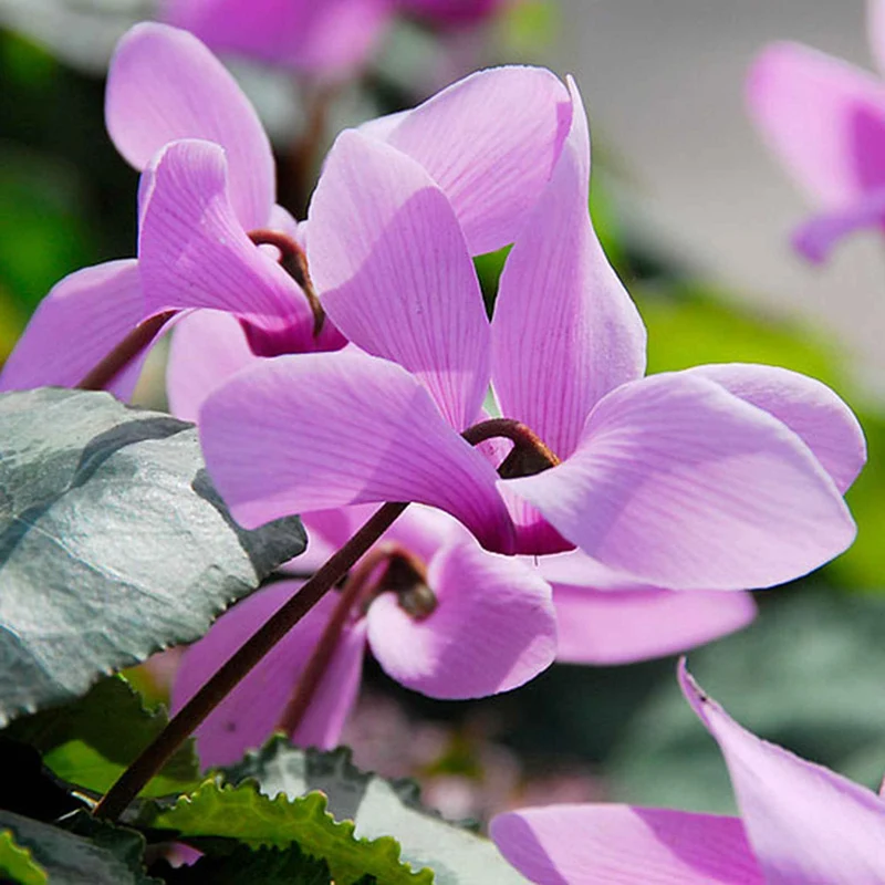 3 Cyclamens de Naples rose