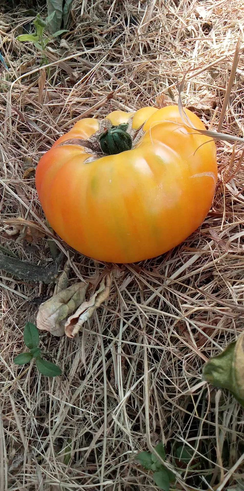 Tomate Marbrée de la Dendre