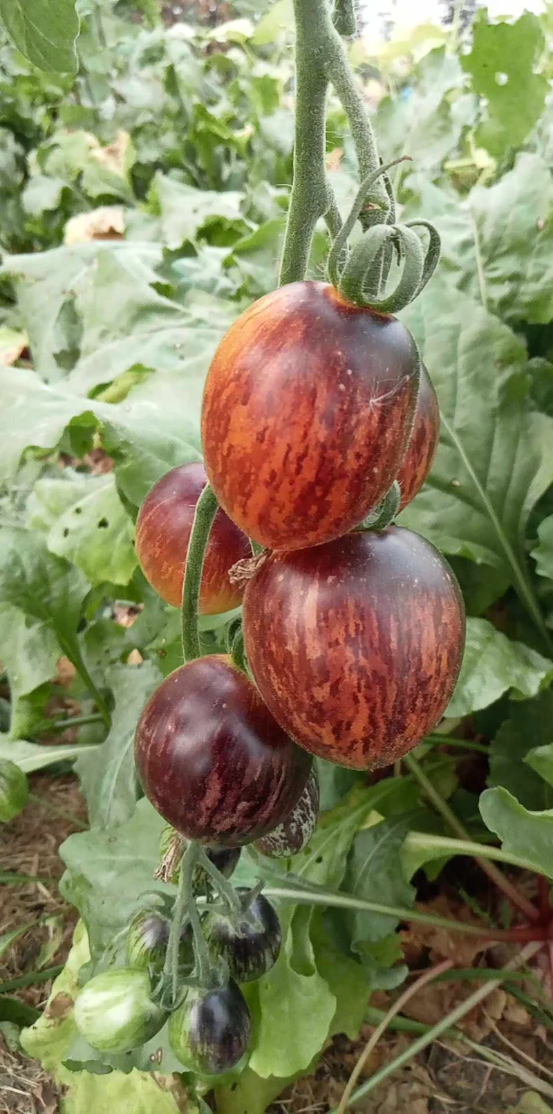 Tomate Lobushka