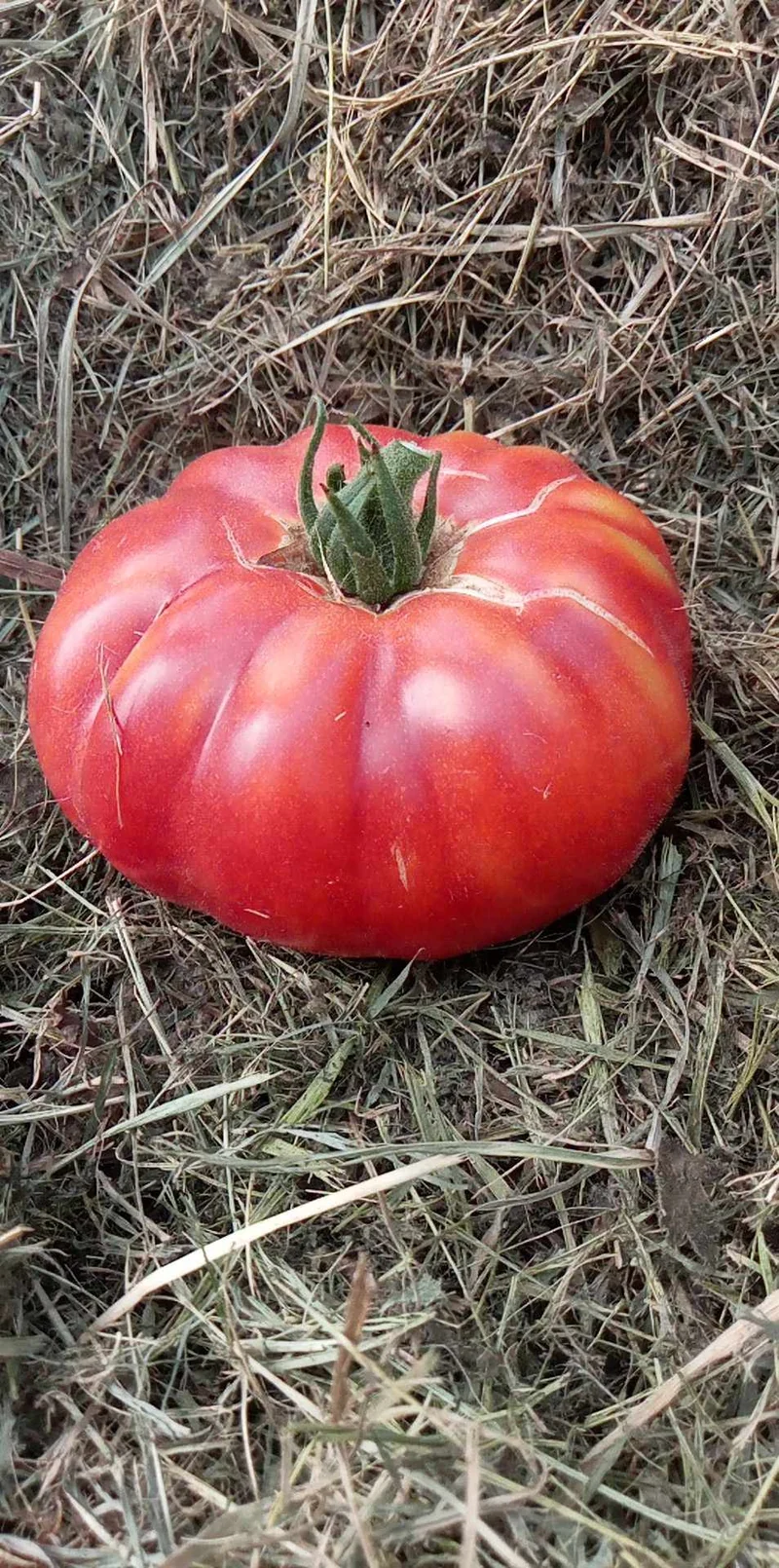 Tomate Georgia Streak