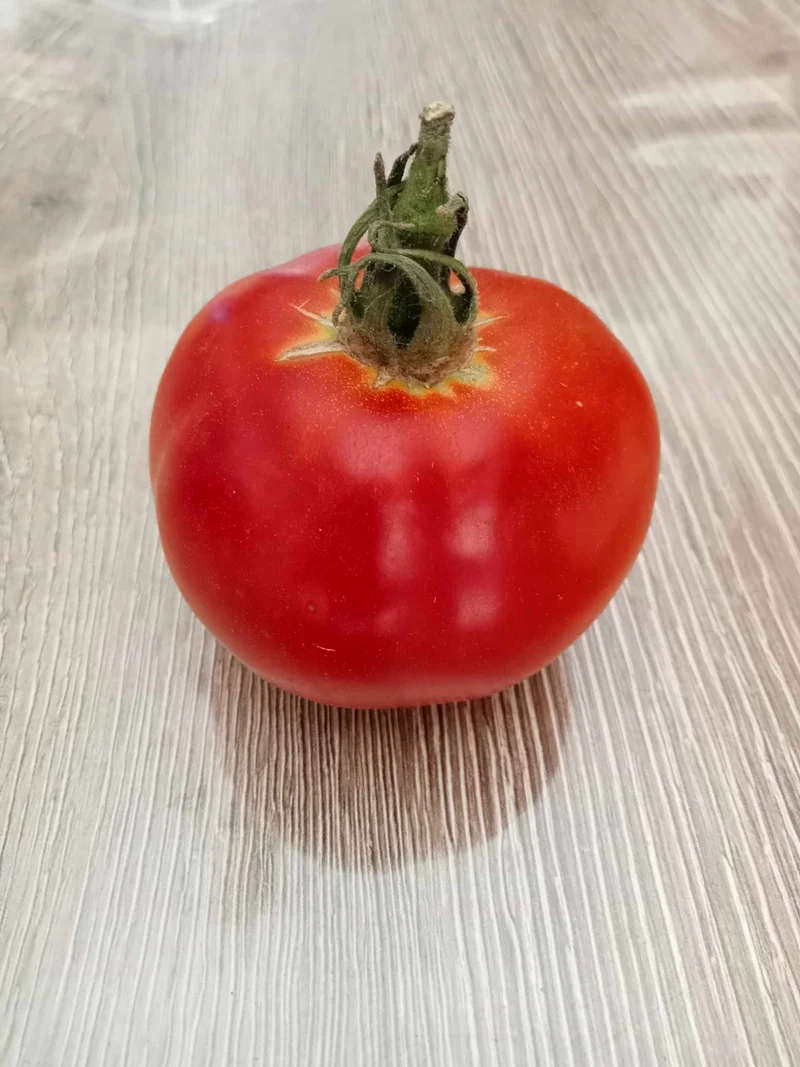 Tomate Frontenac