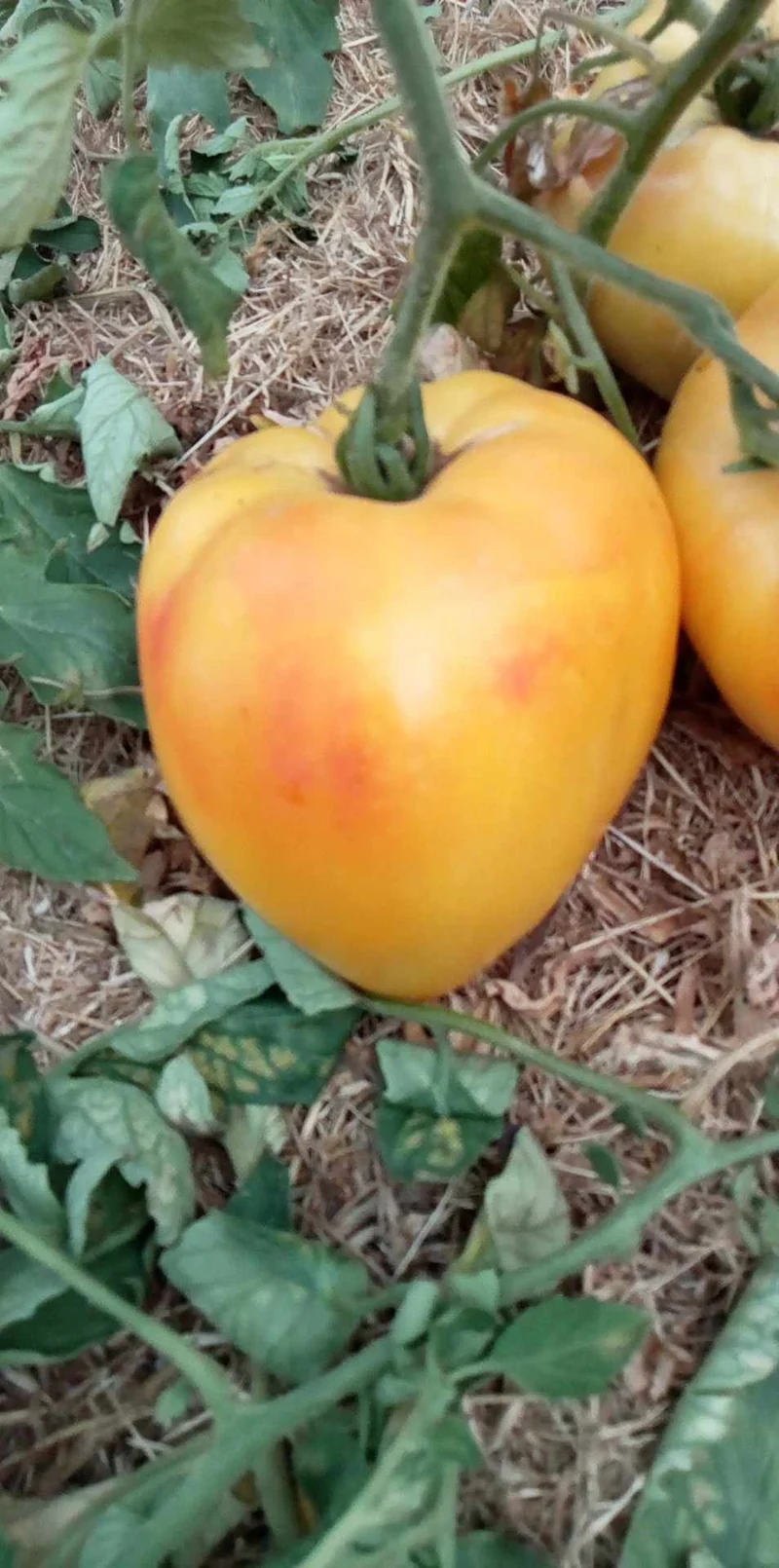 Tomate Desdemona's Heart