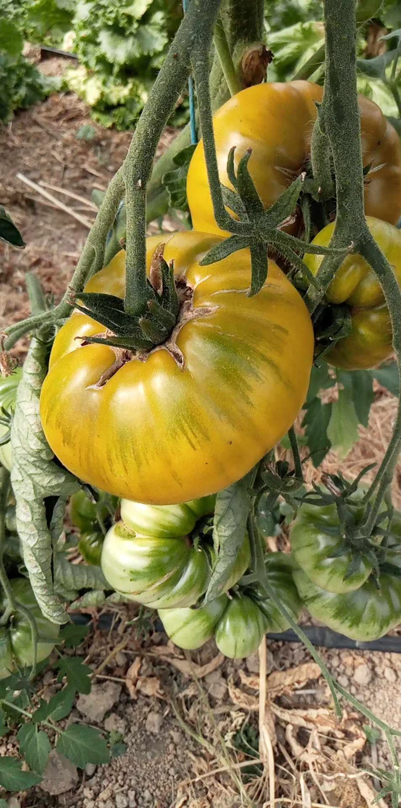 Tomate Del Nerpio Verde