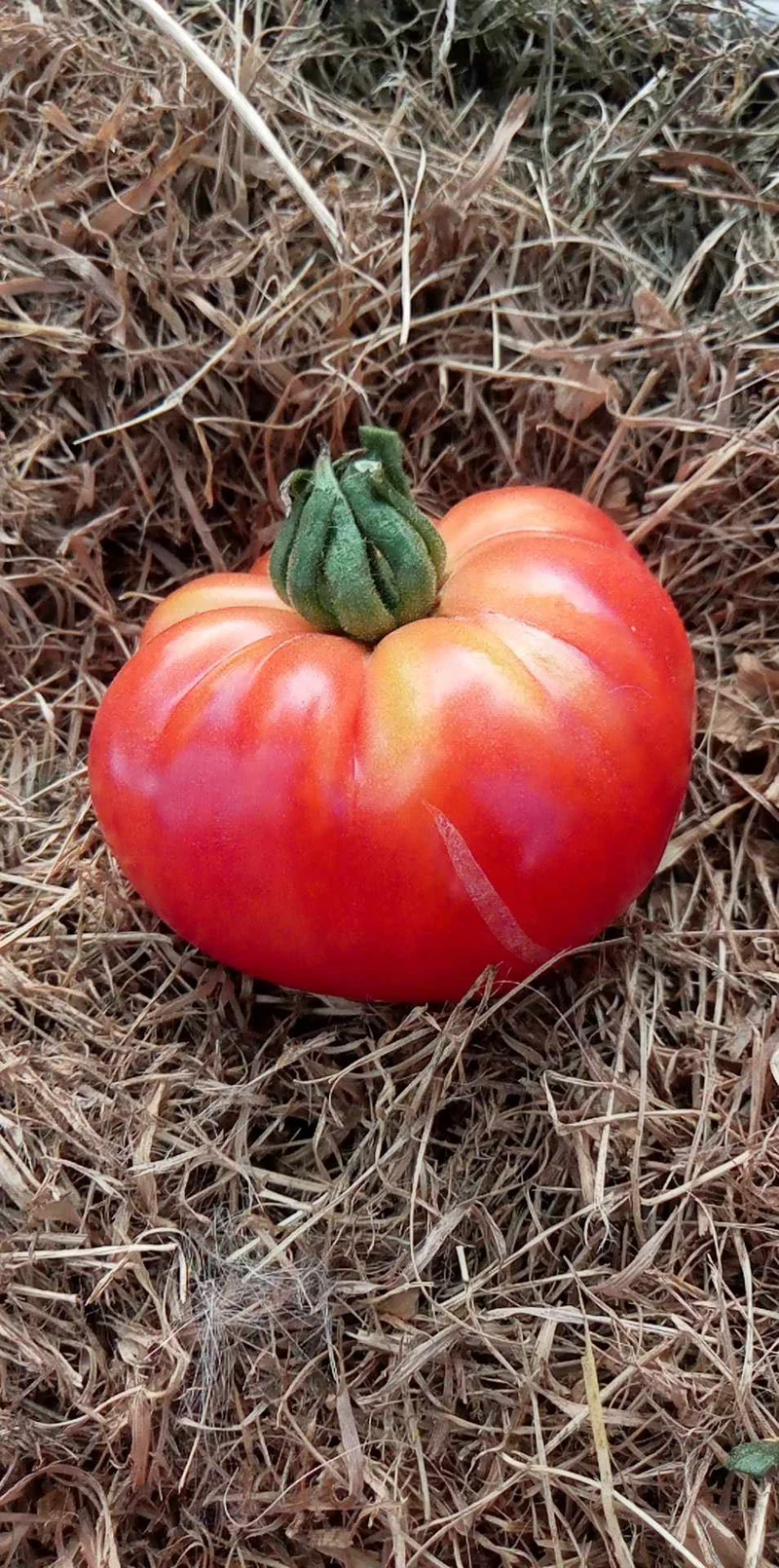 Tomate Czarnogotowski