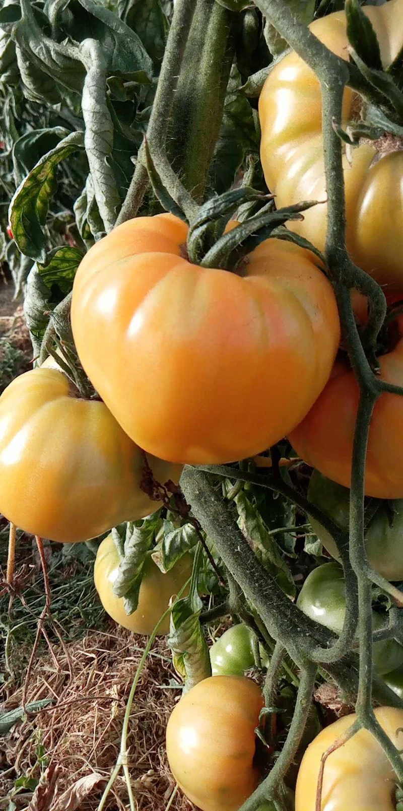 Tomate Coeur De Boeuf Jaune