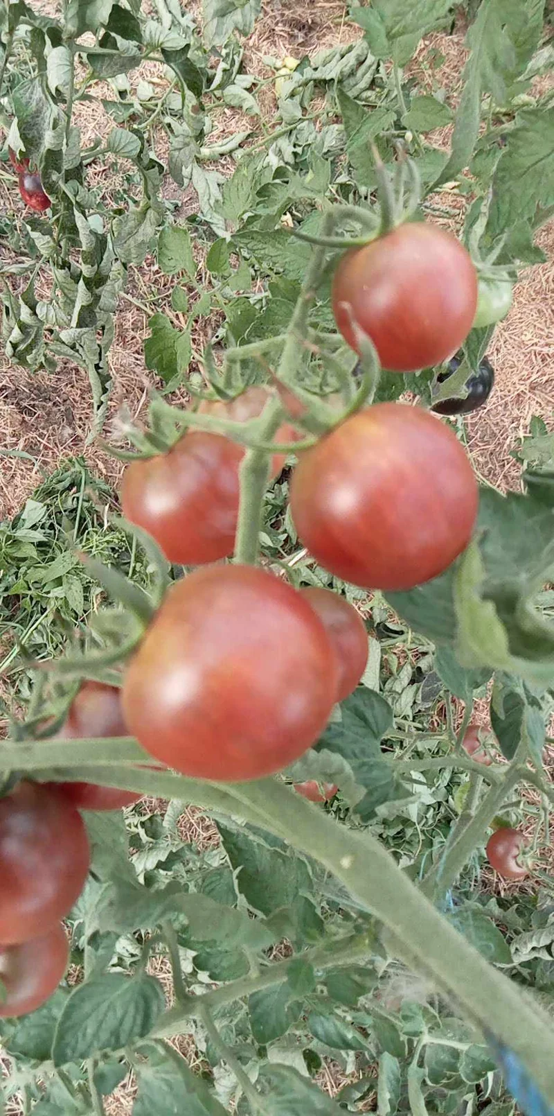 Tomate Cerise Noire du Layon