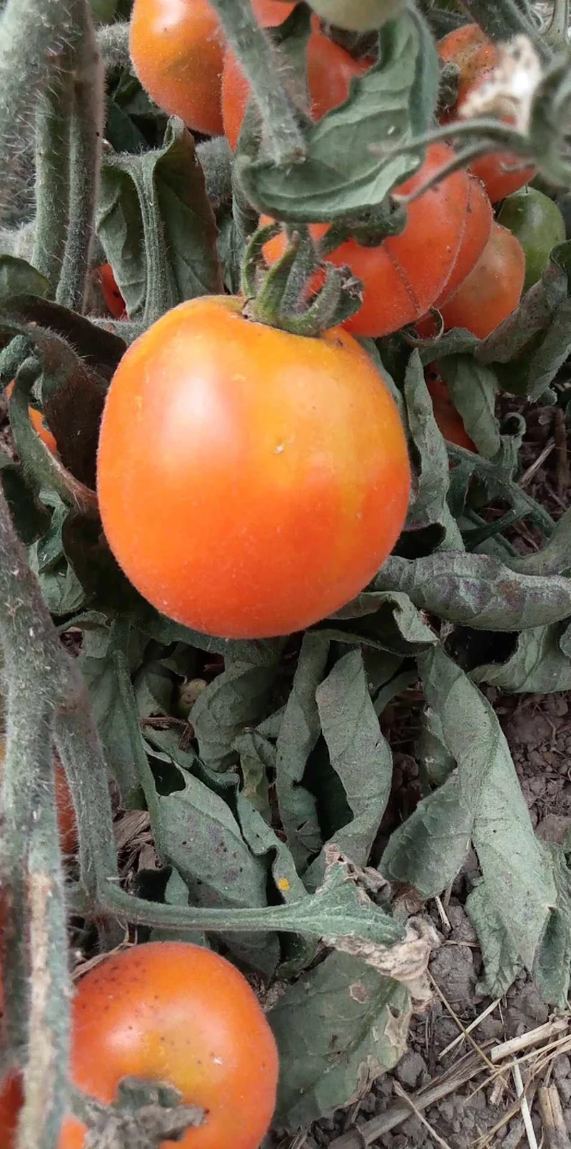 Tomate Allure