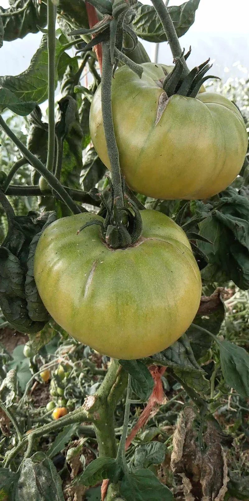 Tomate Absinthe