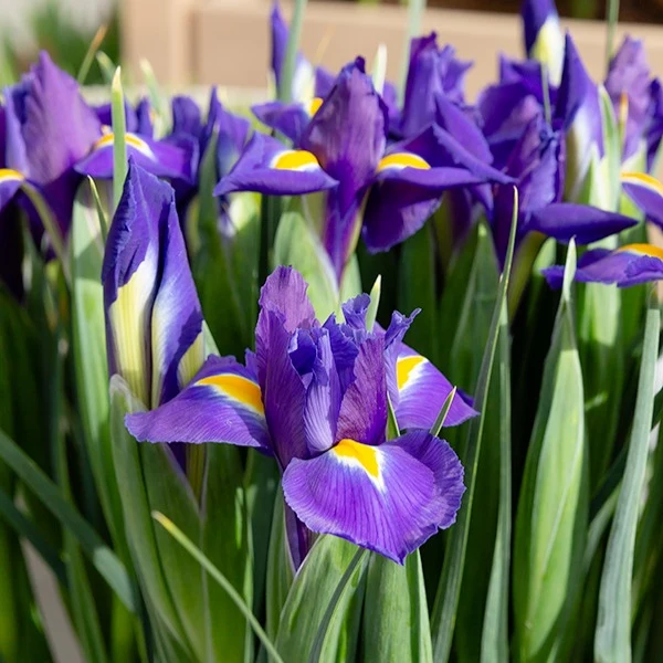 Iris de Hollande Purple Sensation