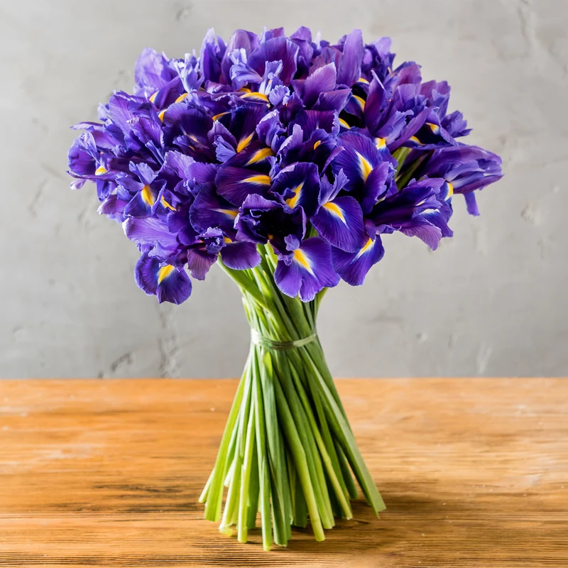 Iris de Hollande Purple Sensation