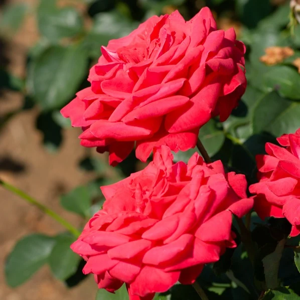 Rosier sur tige Dame de Coeur