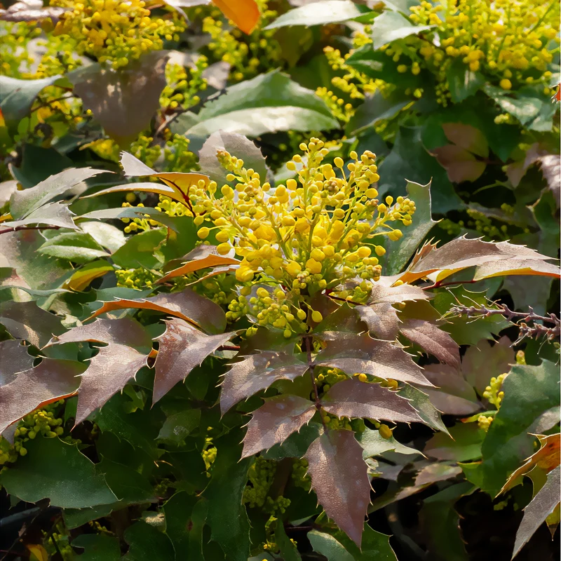 Mahonia Apollo