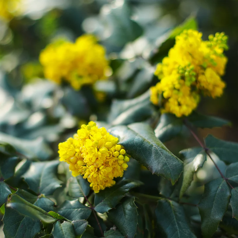 Mahonia Apollo