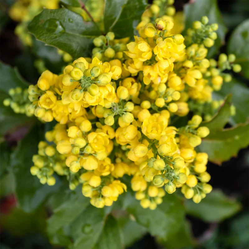 Mahonia Apollo