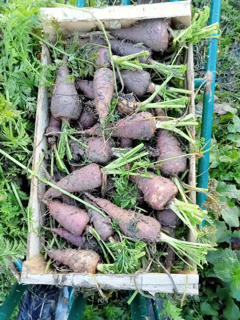 Carotte Violette Gniff