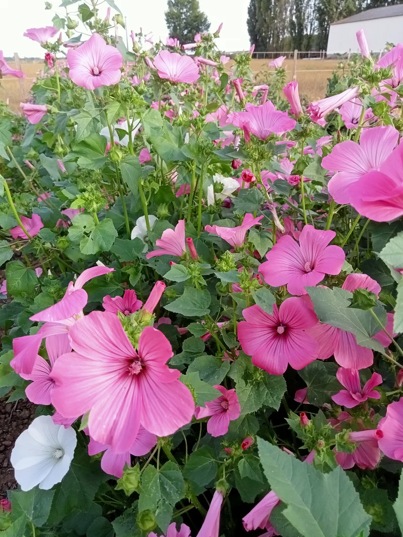 Lavatère Rose