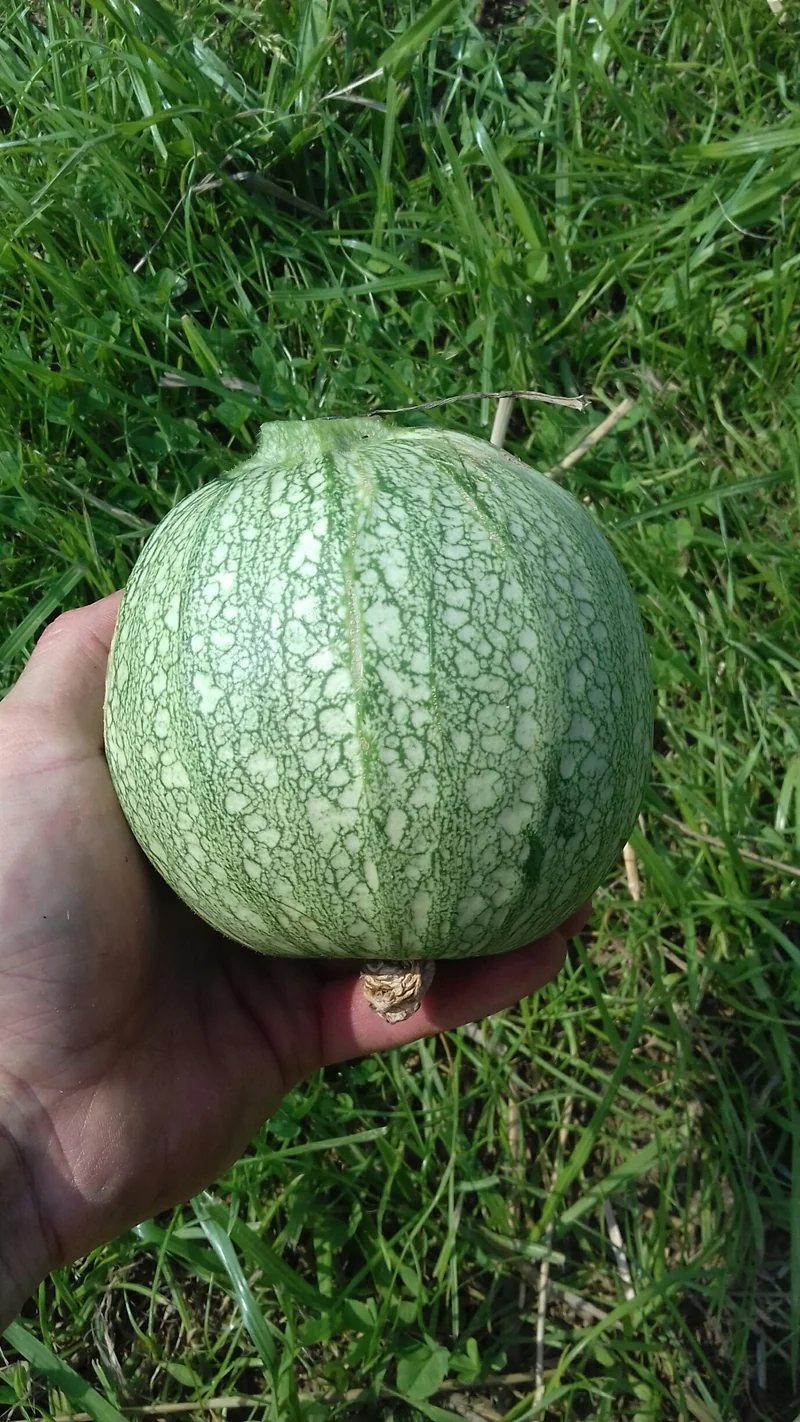 Courgette Ronde de Nice