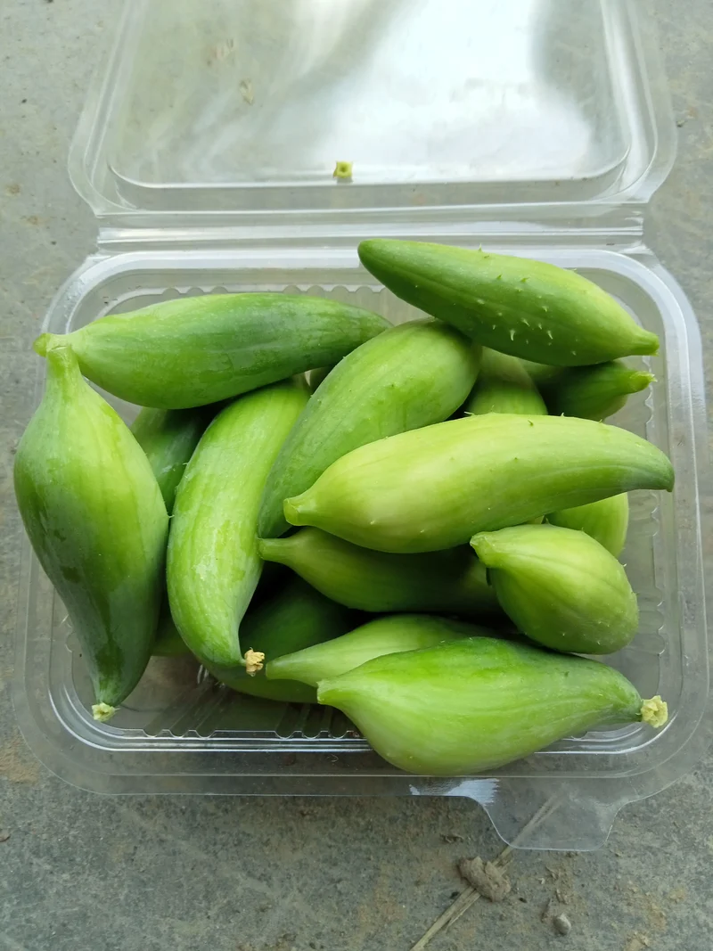 Concombre Cyclanthère