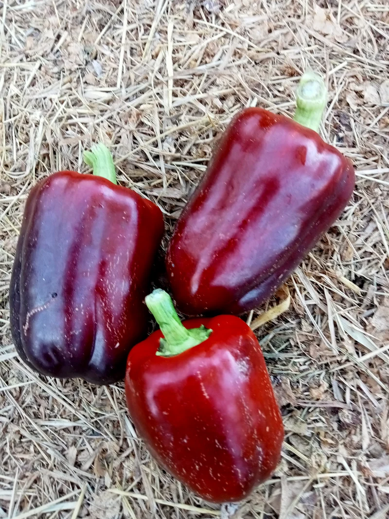 Poivron Bagira
