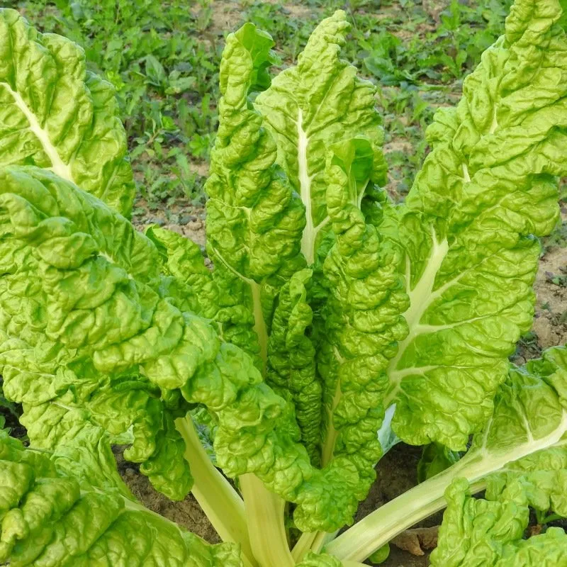 (Blette) Poirée verte Lucullus