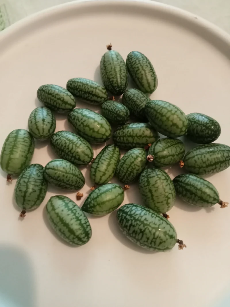 Concombre Cocktail Zehneria Scabra
