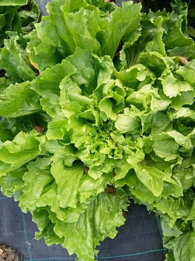Chicorée Scarole Grosse Bouclée 2