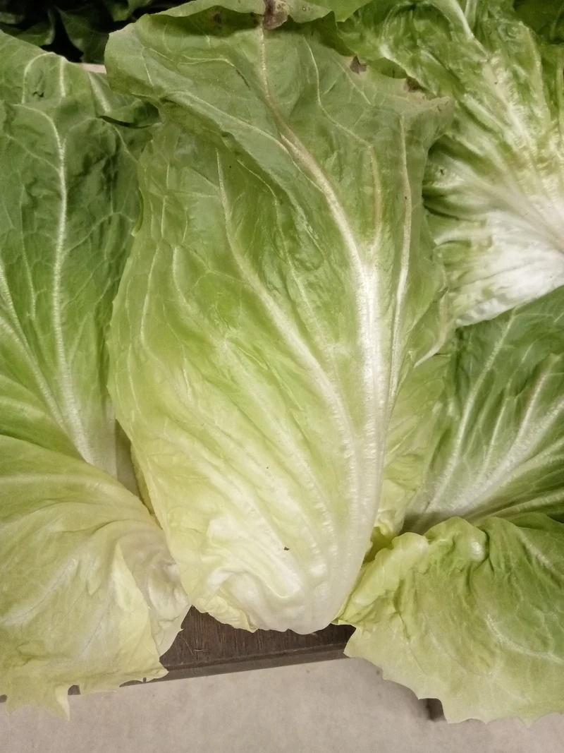 Chicorée Pain de Sucre