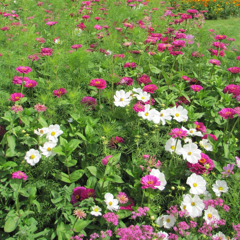 Mélange fleuris élégant