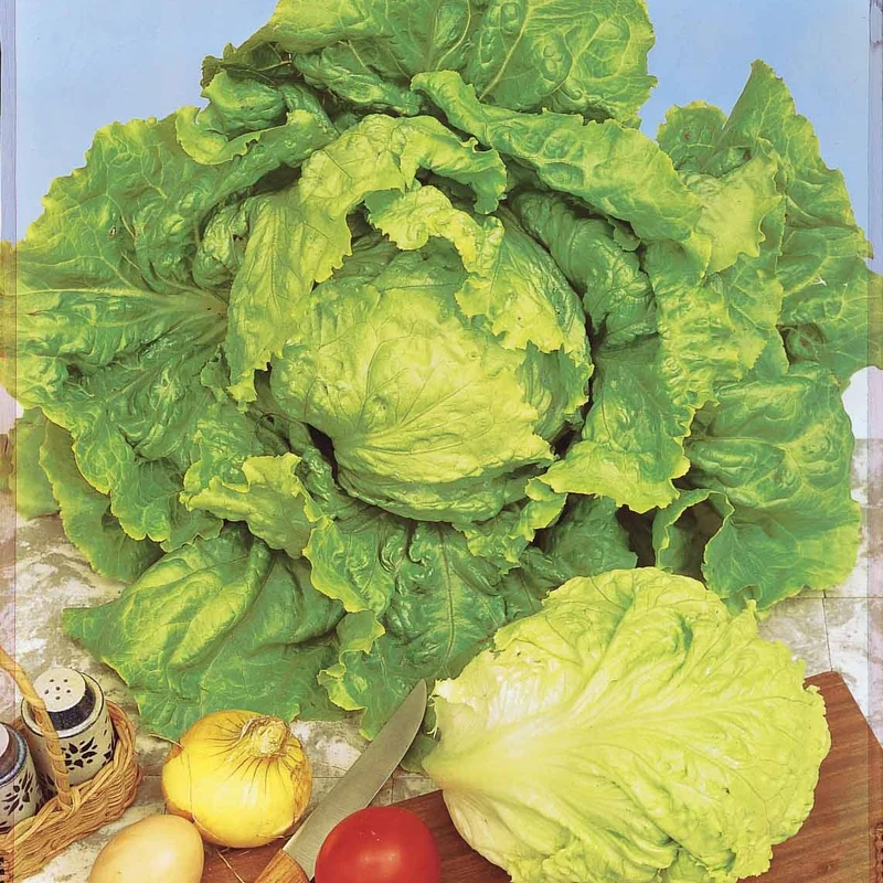 Collection de salades : chicorée, laitue, batavia