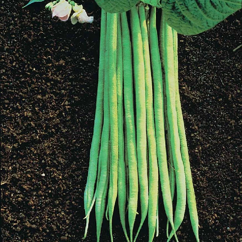 Haricot nain fin Aiguillon (Obt. Gautier) Bio