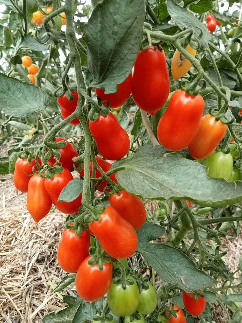 Tomate Cerise Michela
