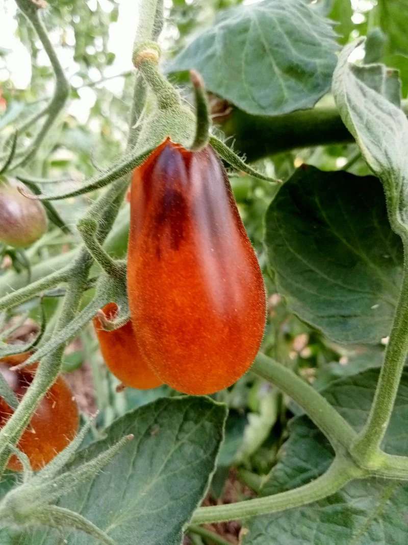 Tomate Cerise Indigo Pear Drops
