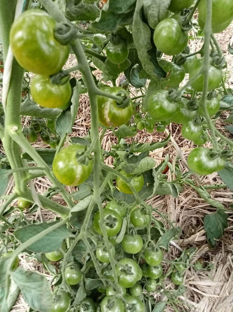 Tomate Cerise Green Doctors Frosted