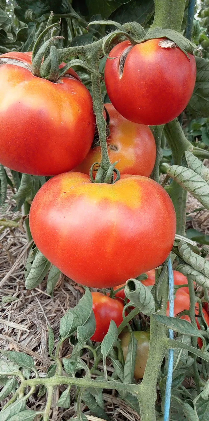Tomate Tres Cantos