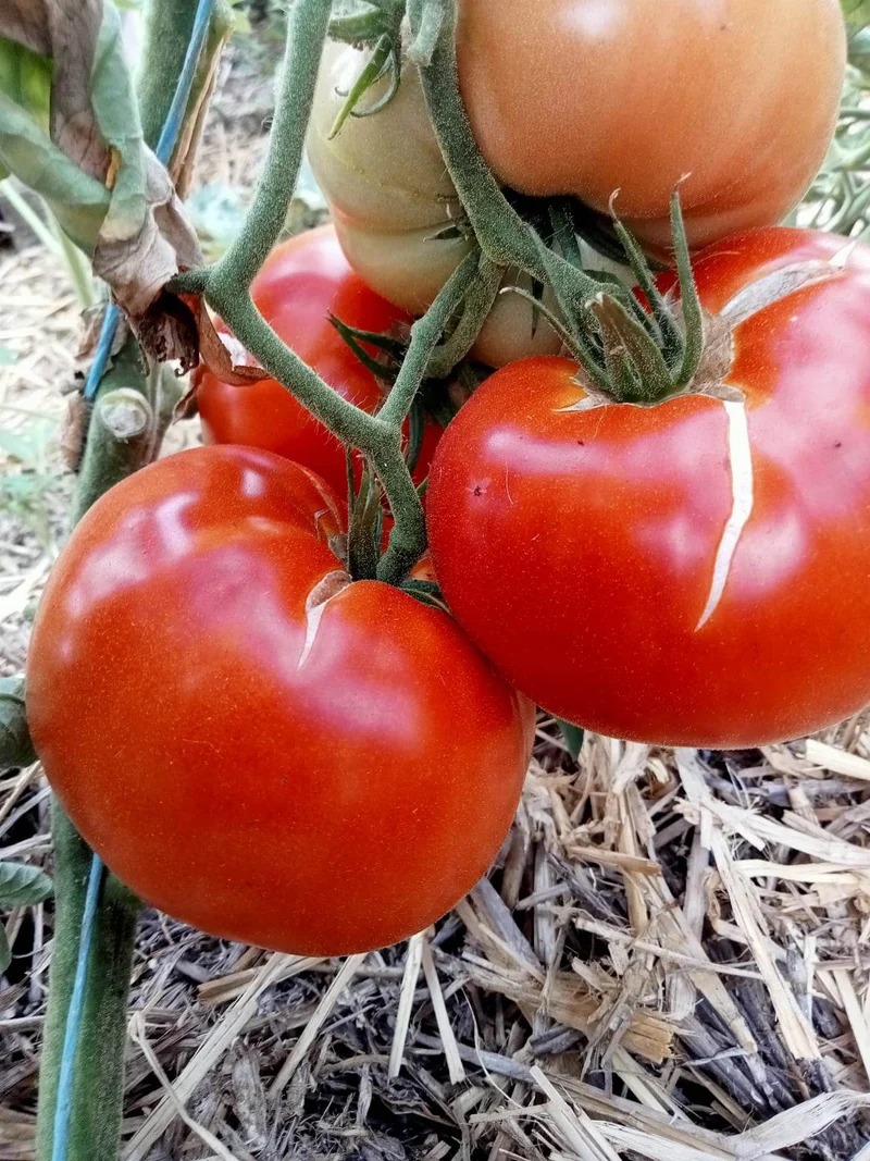 Tomate Supersteak