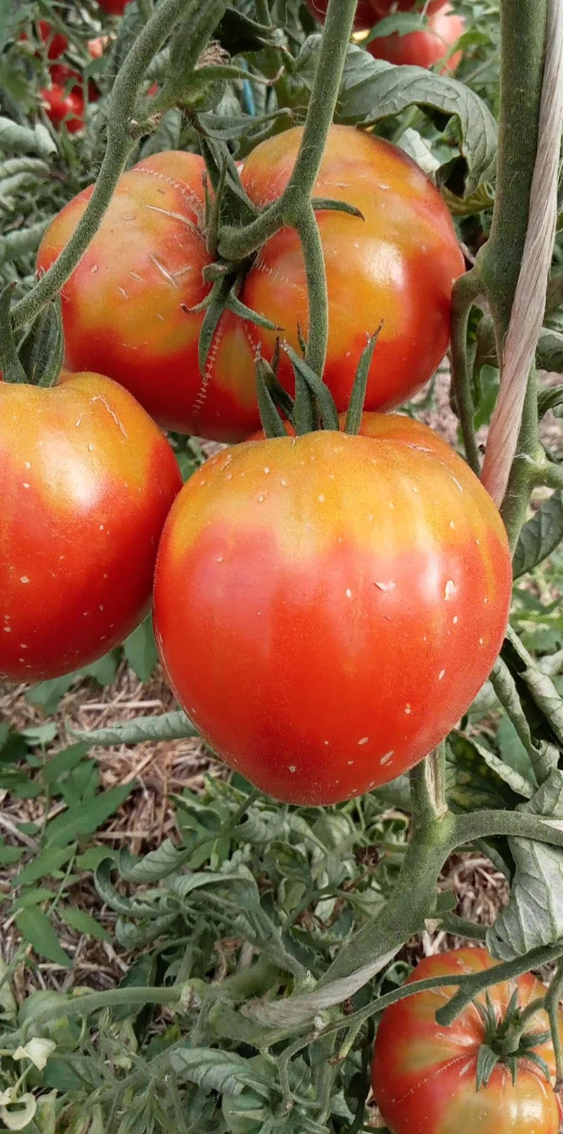 Tomate Pokoritel Serdets