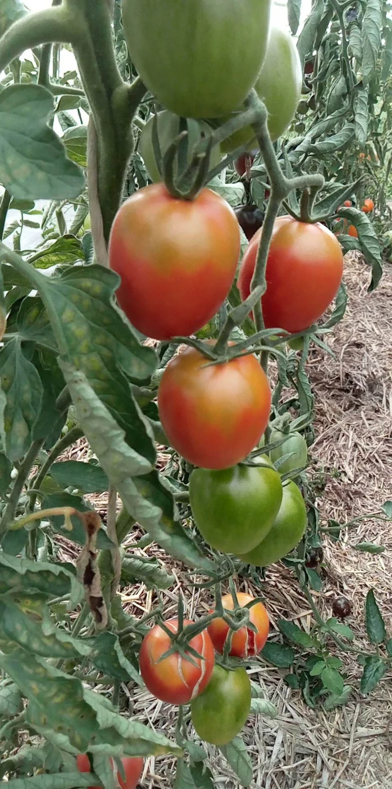 Tomate Olirose de Saint-Domingue